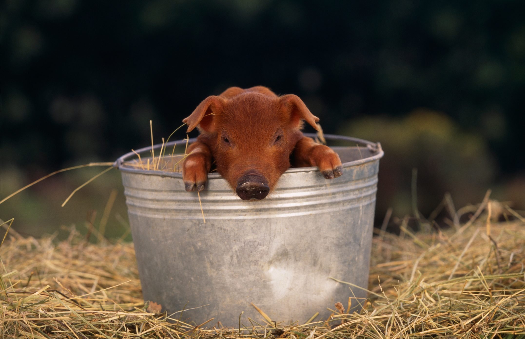 Duroc Piglet in a Bucket