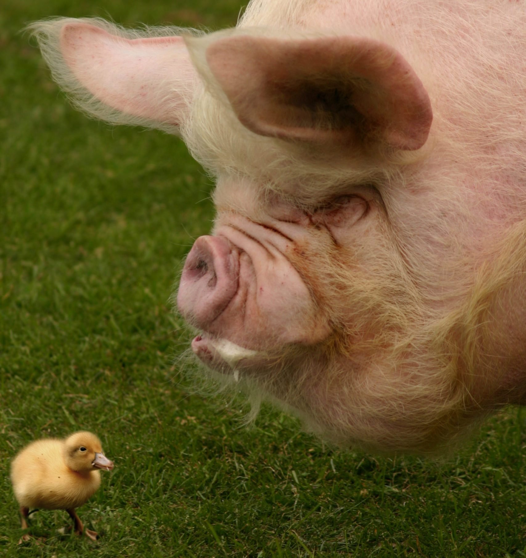 Pig and duckling