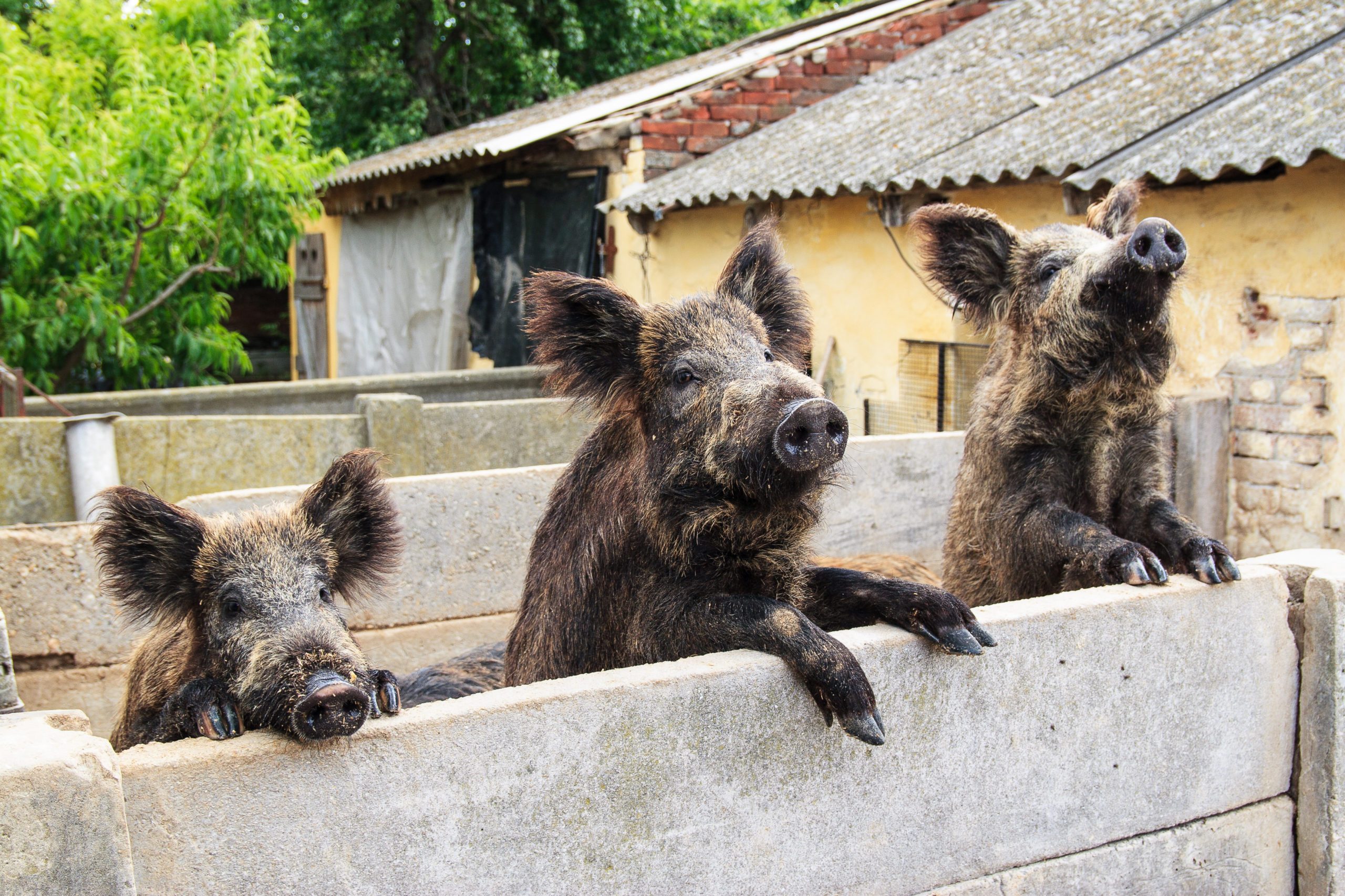 Three brown pigs looking over a fence