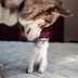 20 Adorably Funny Cat and Dog Photos You'll Instantly Love