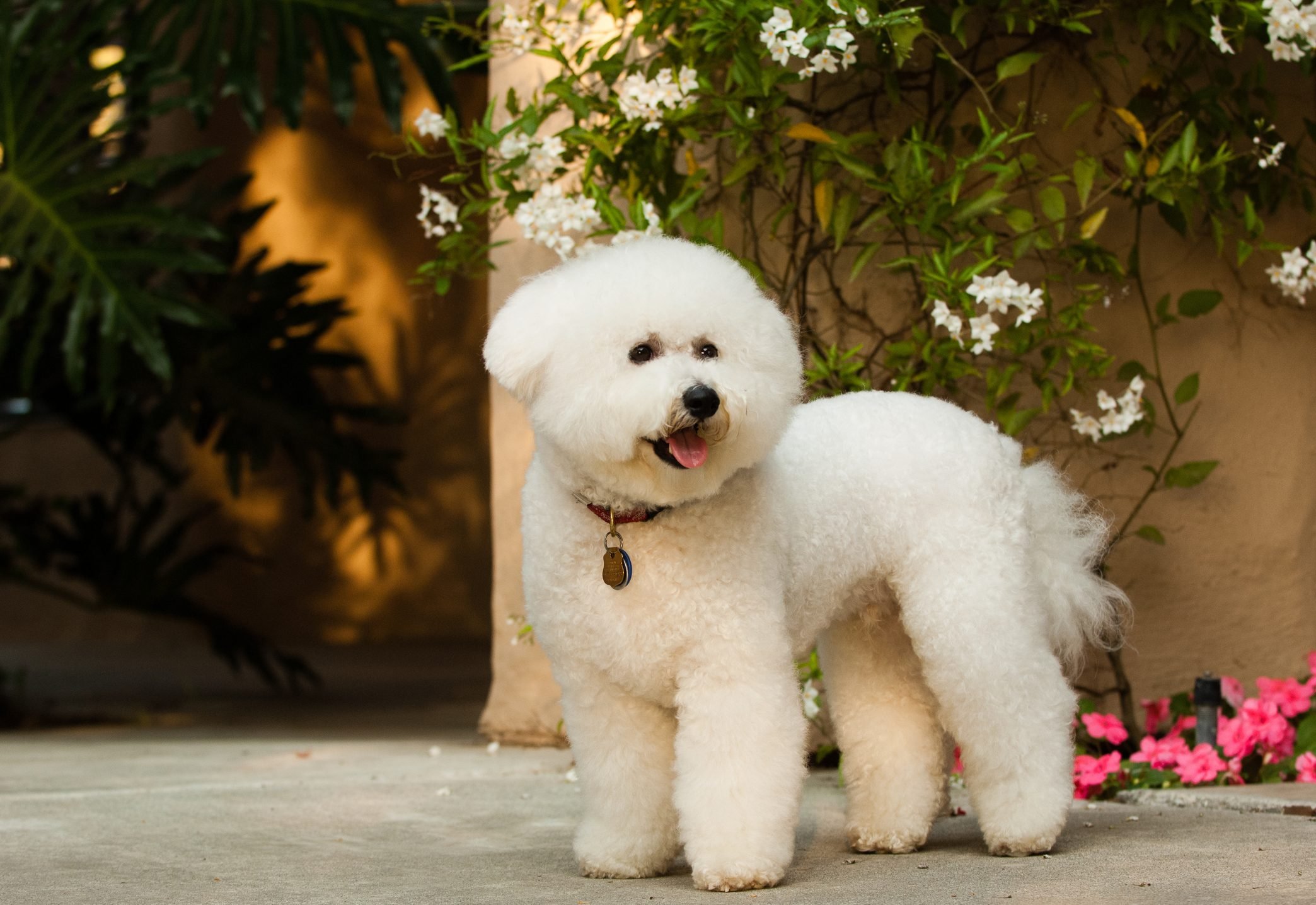 20 Of The Cutest White Dog Breeds 2022