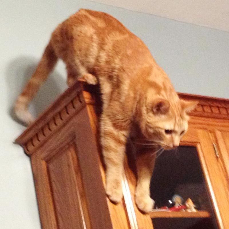 cat on top of the cabinets trying to get down