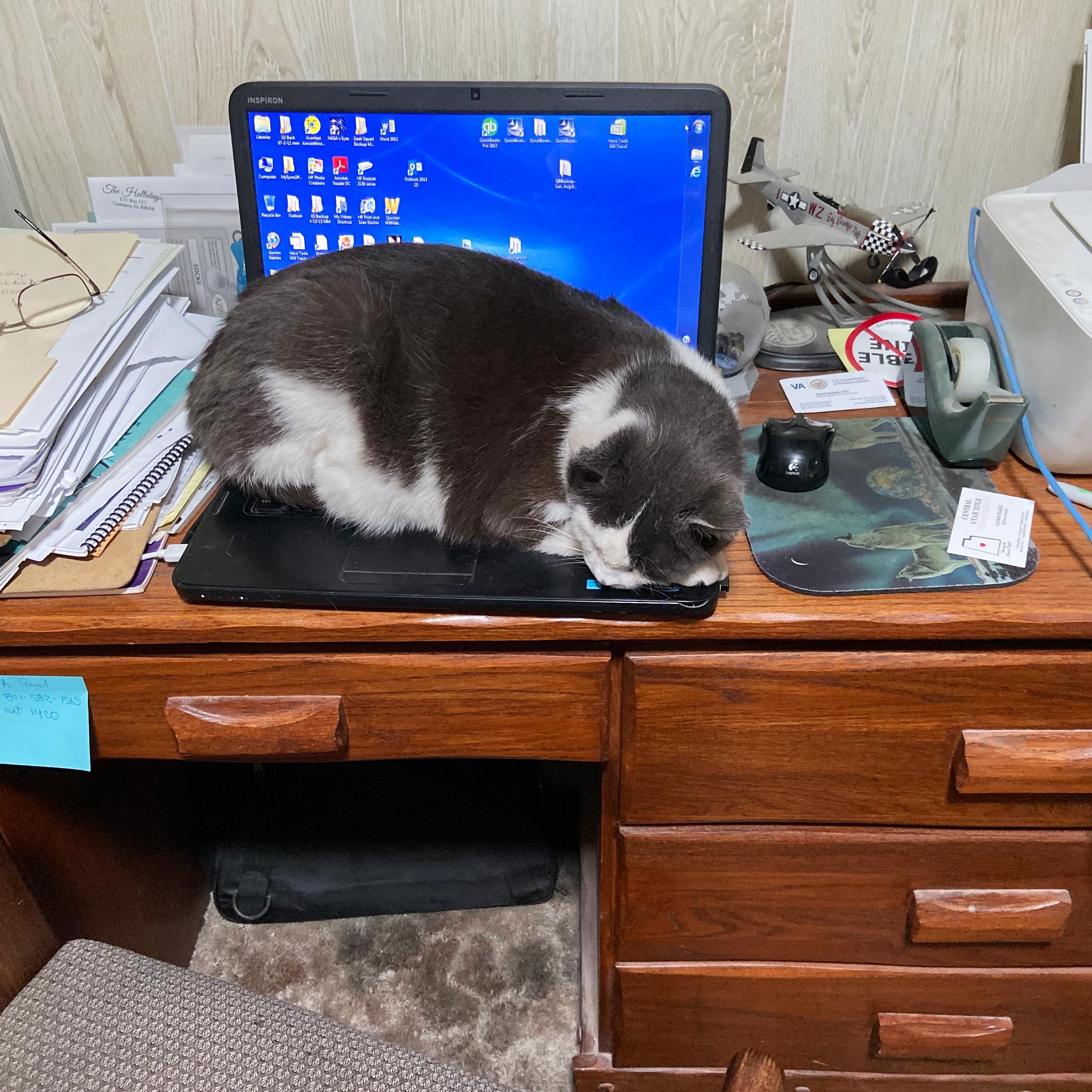 cat taking a nap on the keyboard of an open laptop