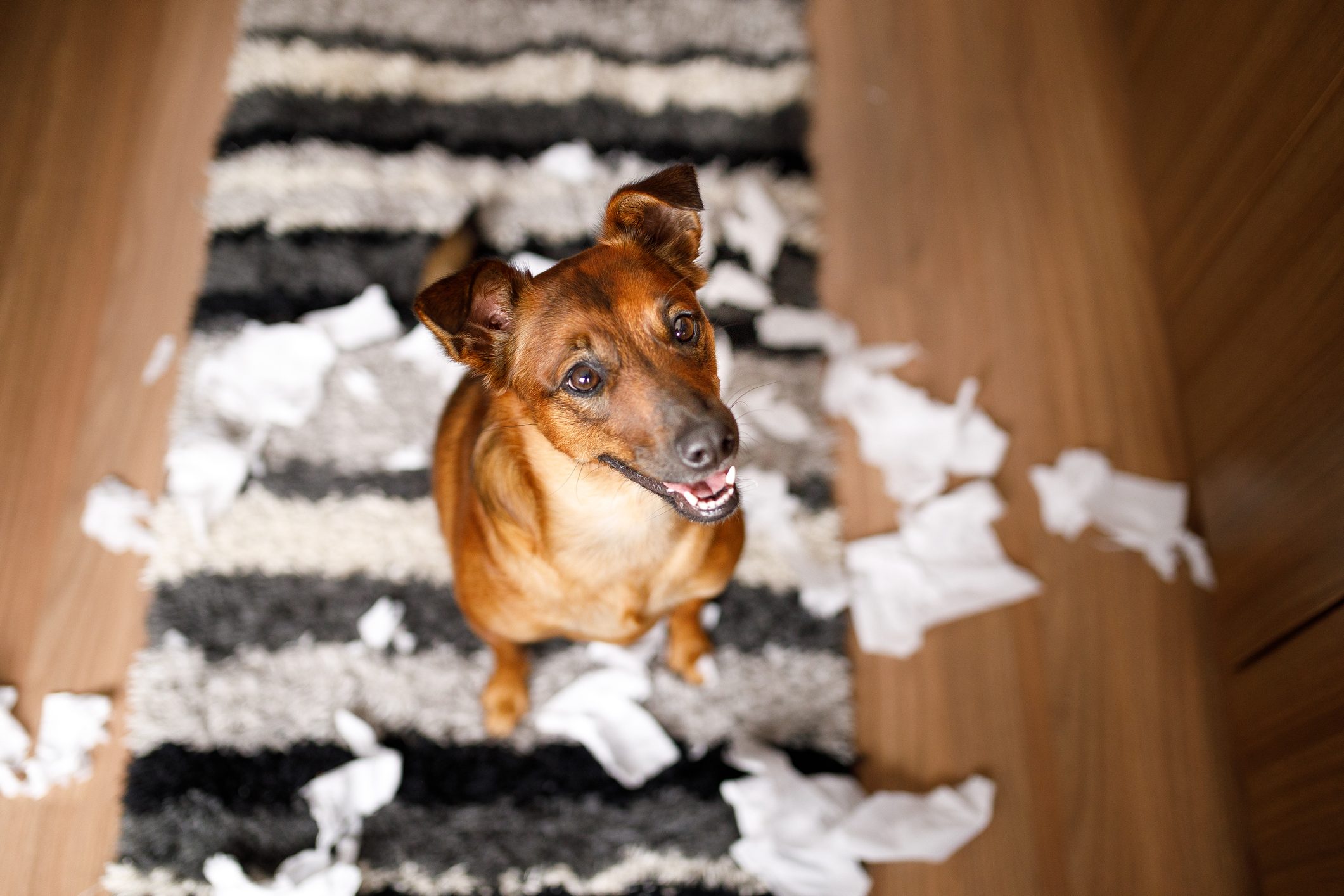10 Boredom Busters for Your Dog