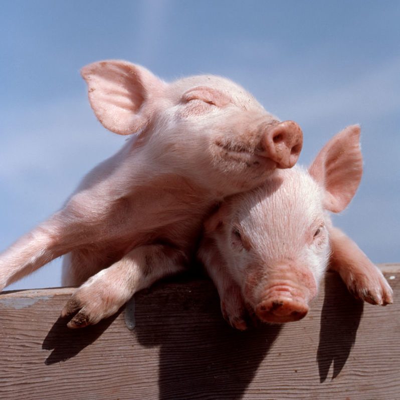 TWO PIGLETS LEANING AGAINST EACH OTHER ON FENCE RAIL