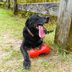 23 Lovable Black Dog Breeds That Make Great Pets