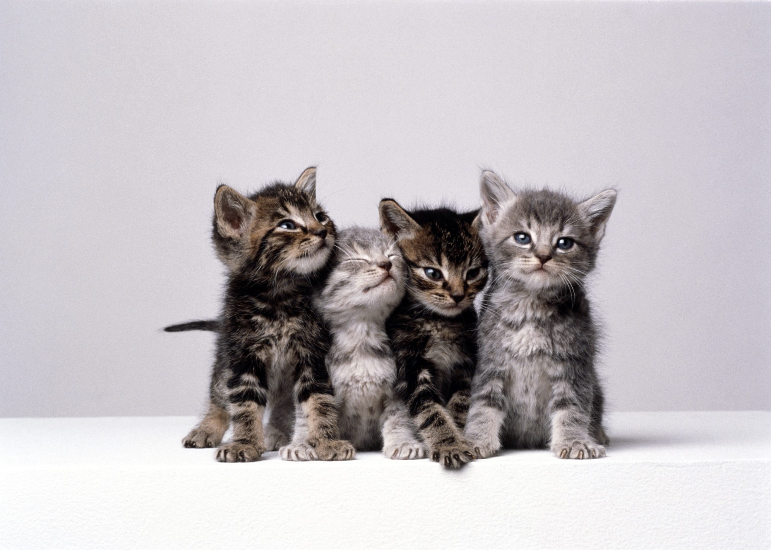 Pictures Of Cats And Kittens