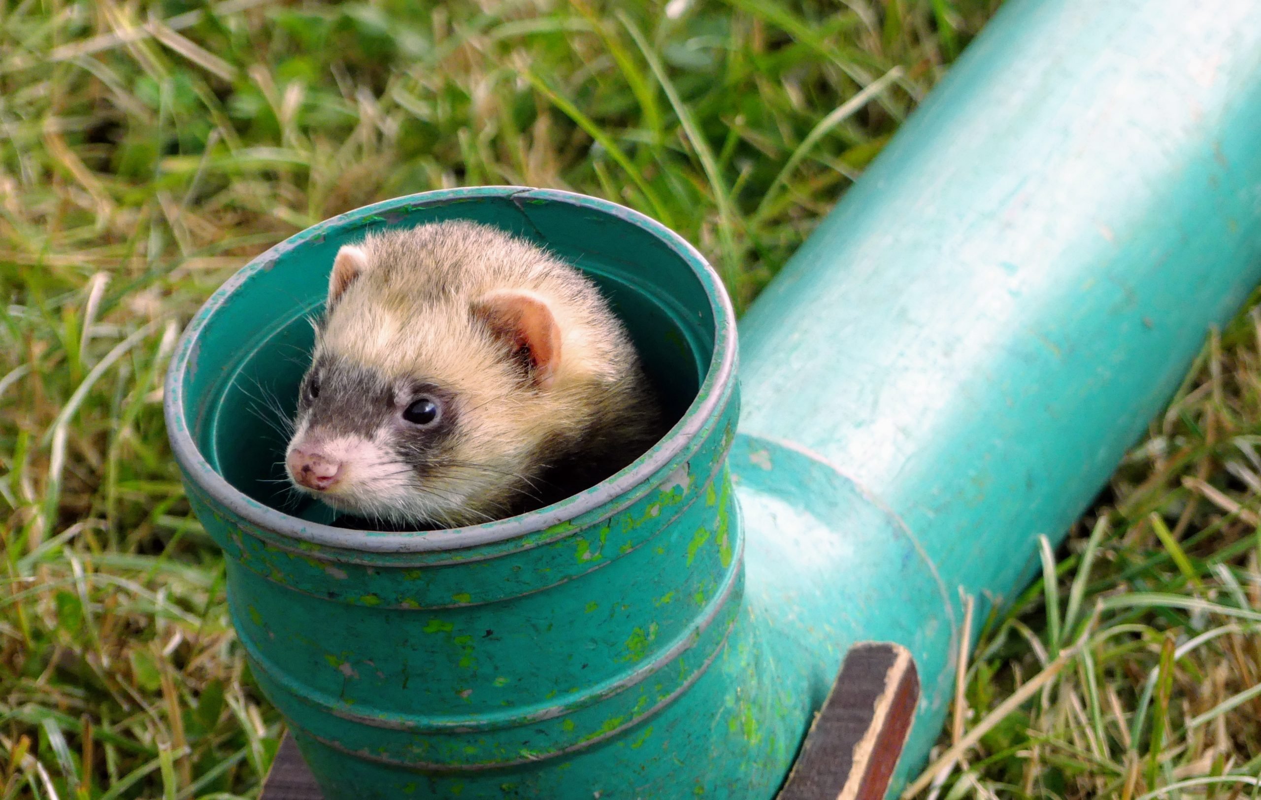 A ferret peers out of a pipe, ferret racing. Ferret, Mustela putorius