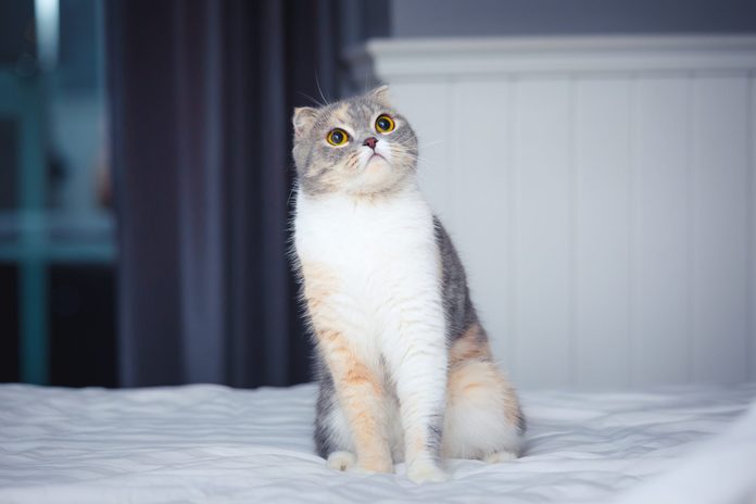 44 Of The Cutest Cat Breeds Readers Digest