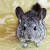 26 Chinchilla Pictures That Will Make You Smile