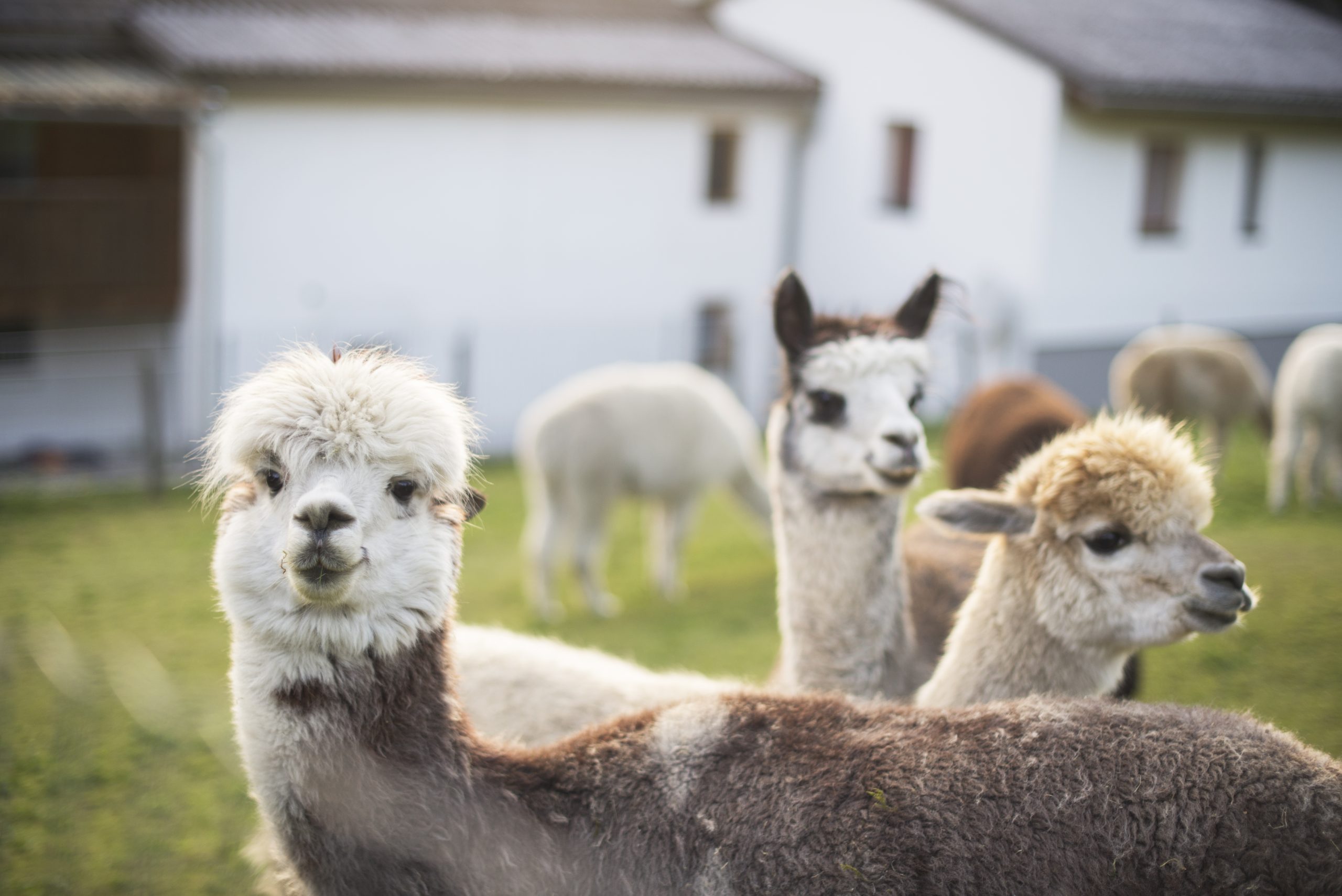 Young alpacas graze and feed on a lawn