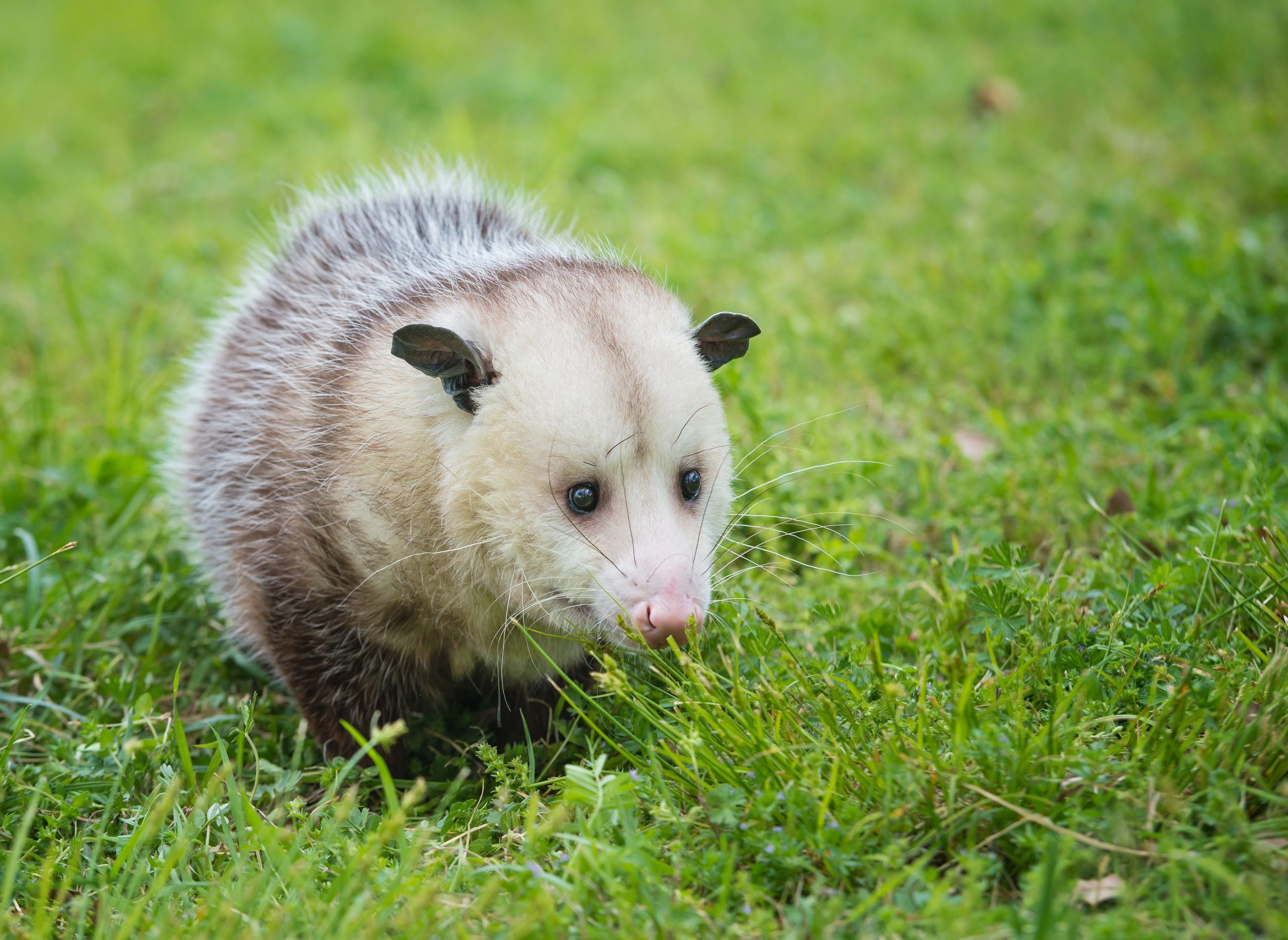 25 Cute Possum And Opossum Pictures Readers Digest