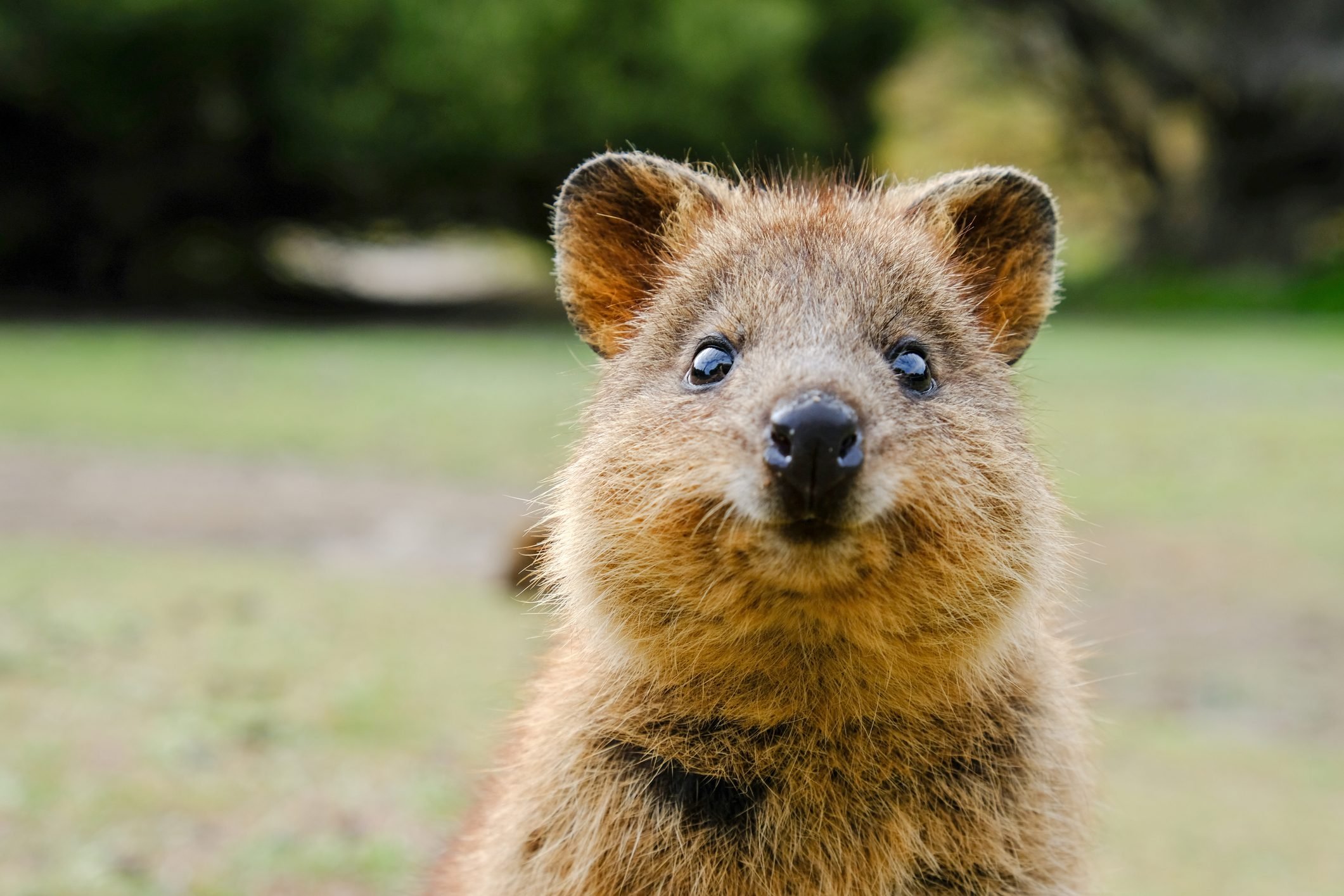 42 Cutest Animals In The World | Reader’s Digest