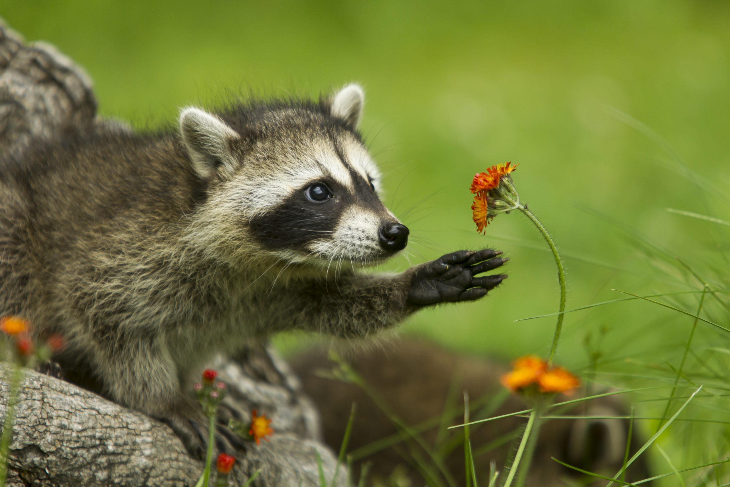 Cute Raccoon Pics