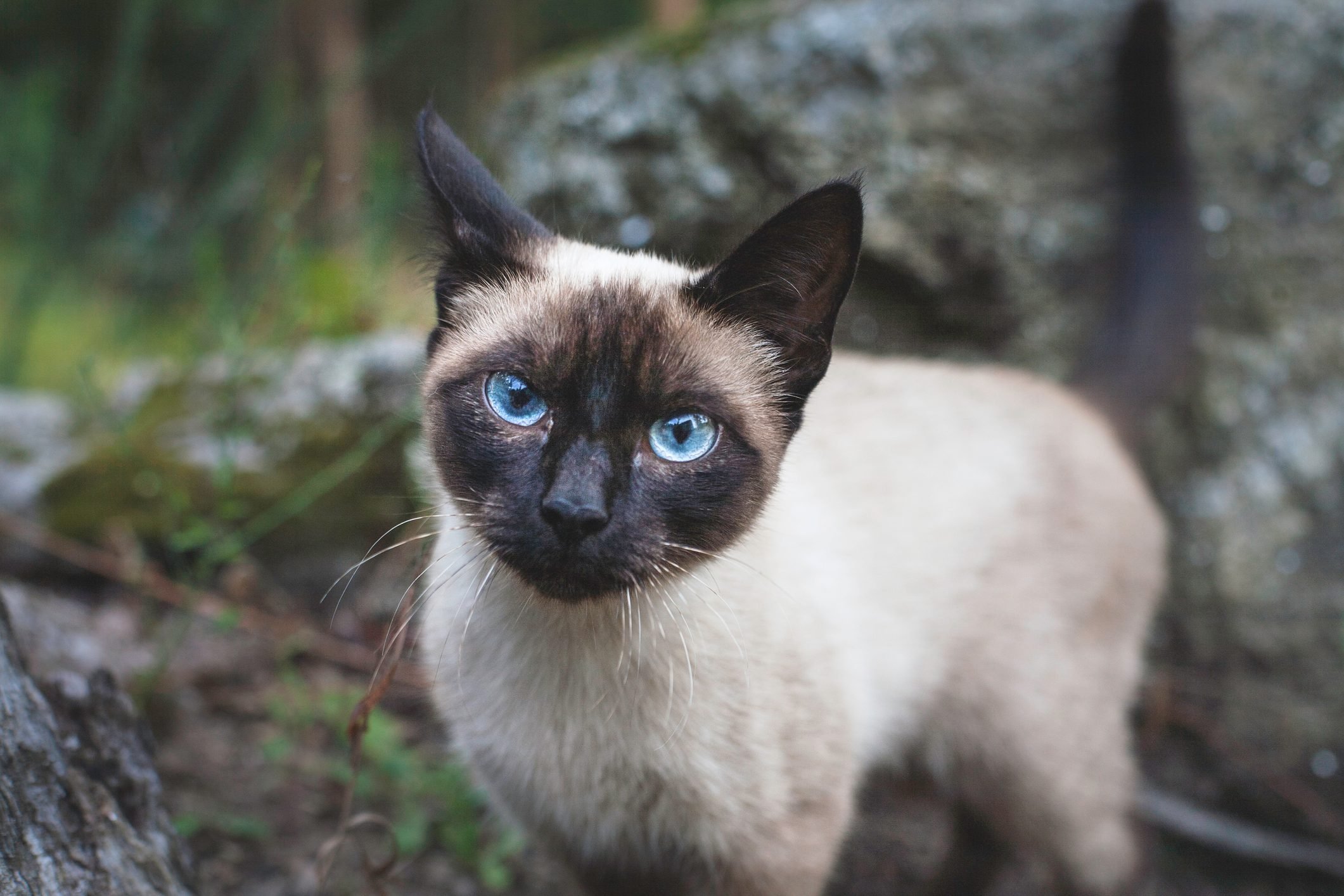 44 of the Cutest Cat Breeds | Reader's Digest