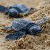 40 Precious Photos of Baby Turtles