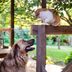How to Keep Dogs and Cats Out of Your Garden