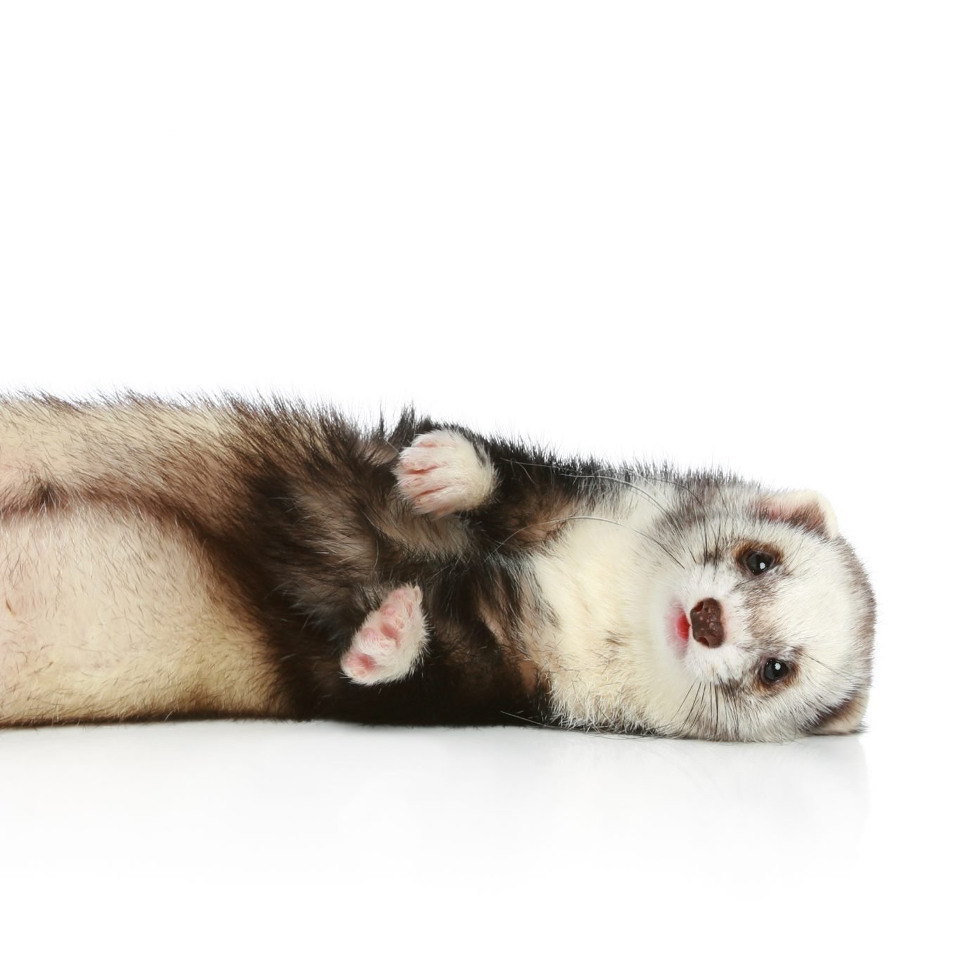 Ferret lying on site a white background