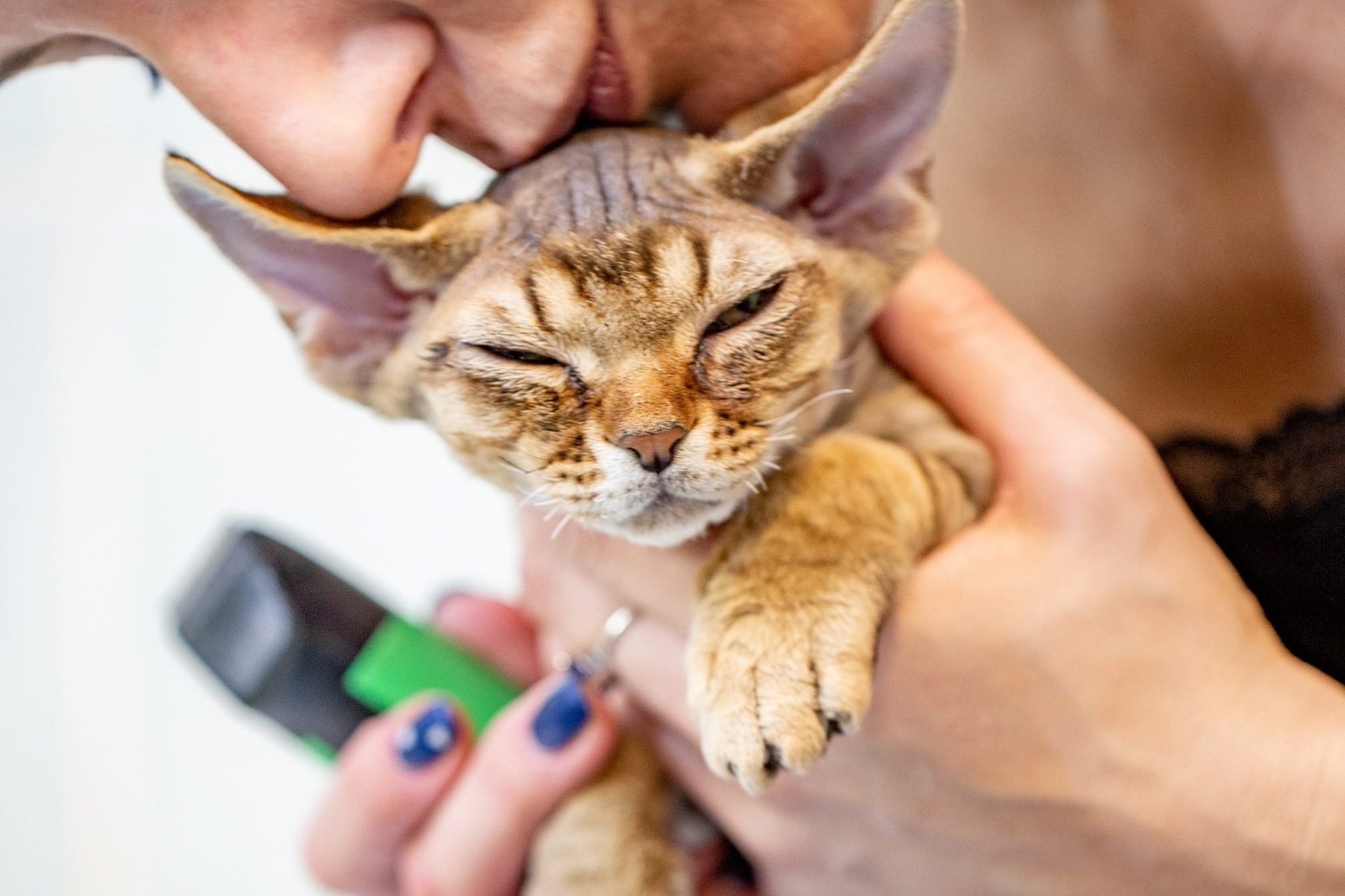 Owner Comforting Devon Rex Kitten during Hair Cutting Process - stock photo