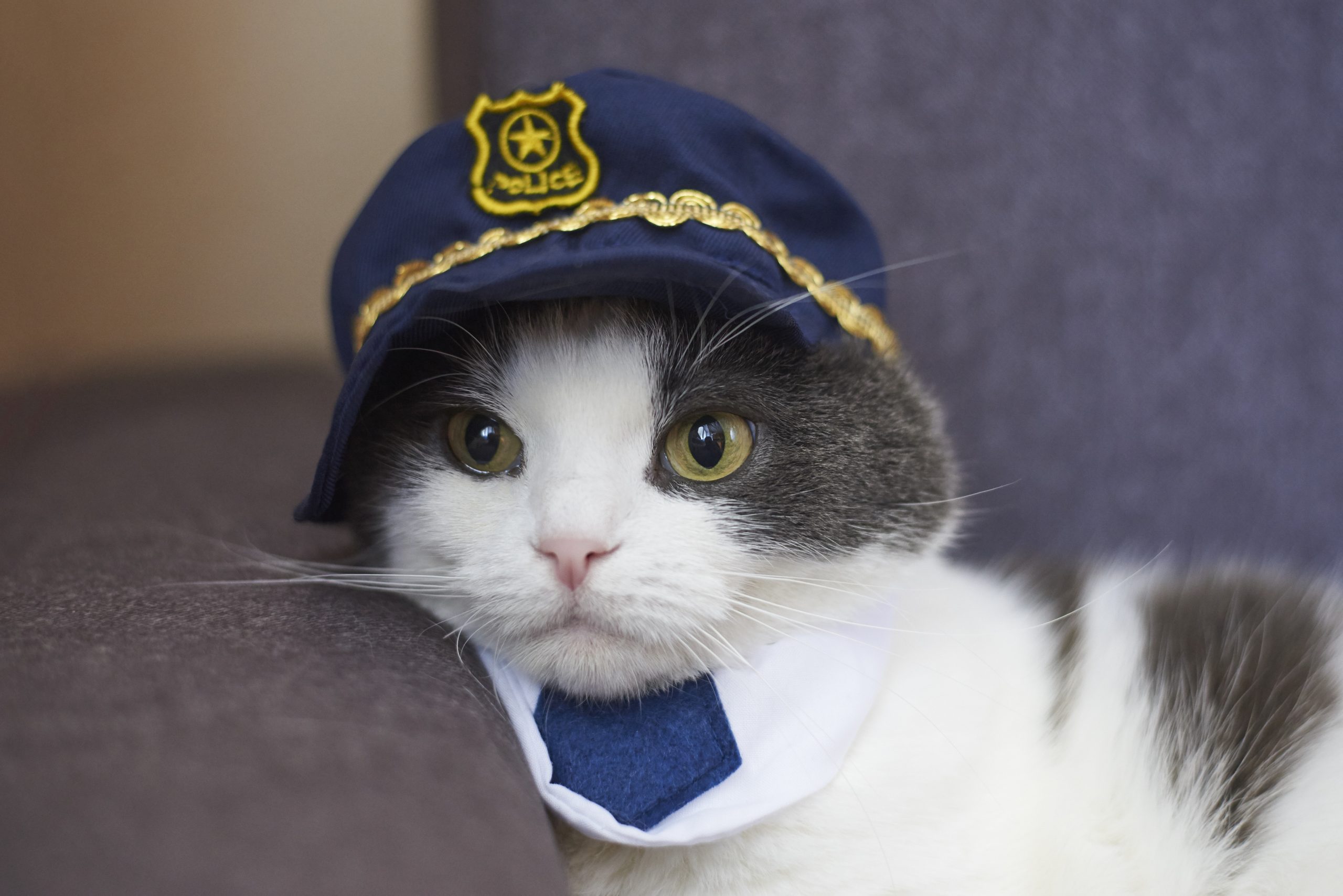 Portrait of a funny cat in a police hat and tie.