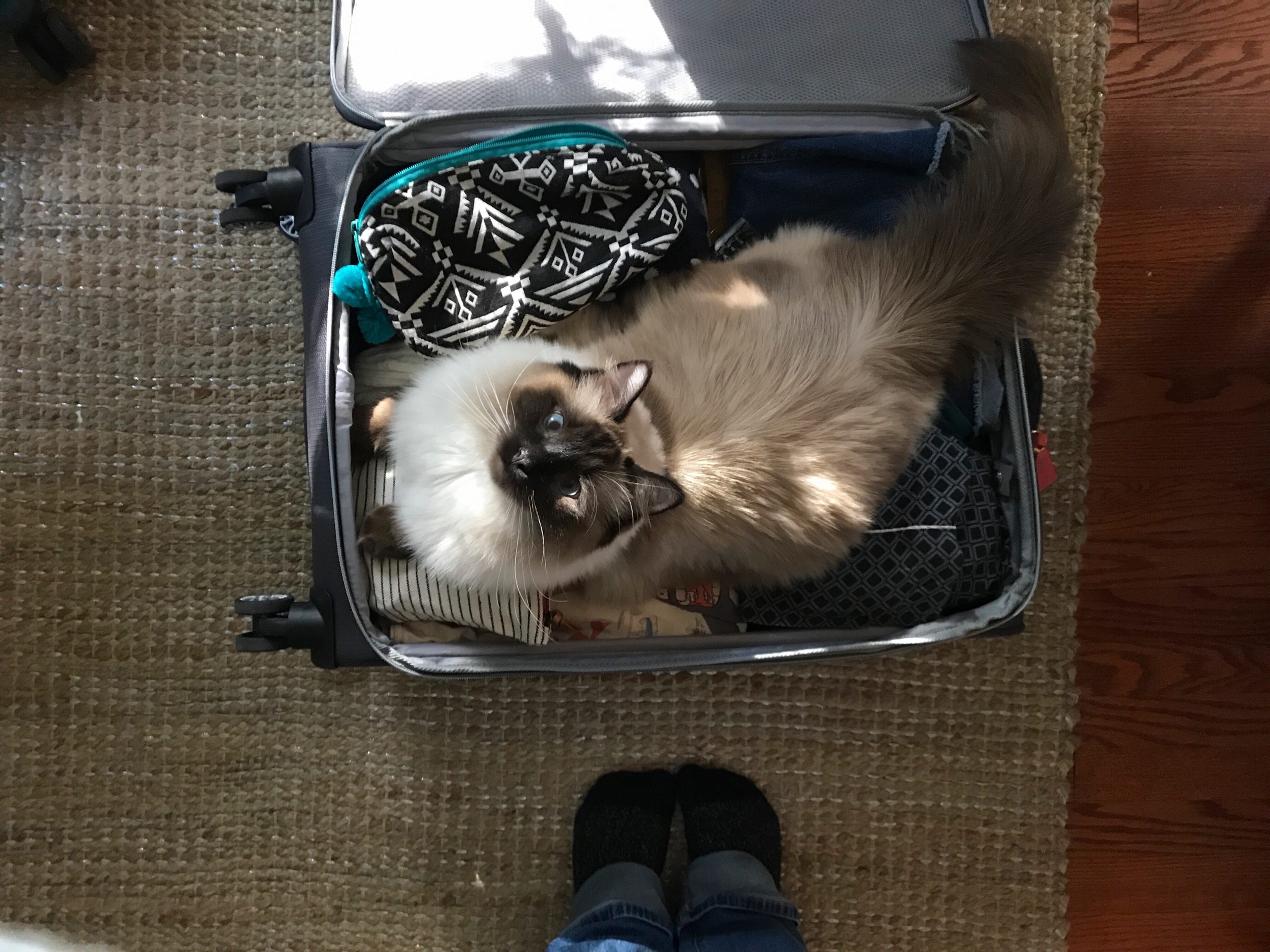 Packing for Travel. Cat in a Suitcase.
