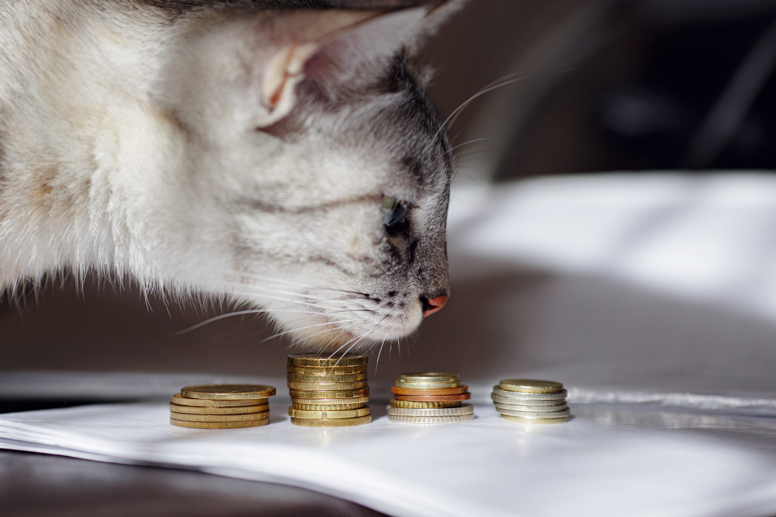 A grey cat watching stack of coins.