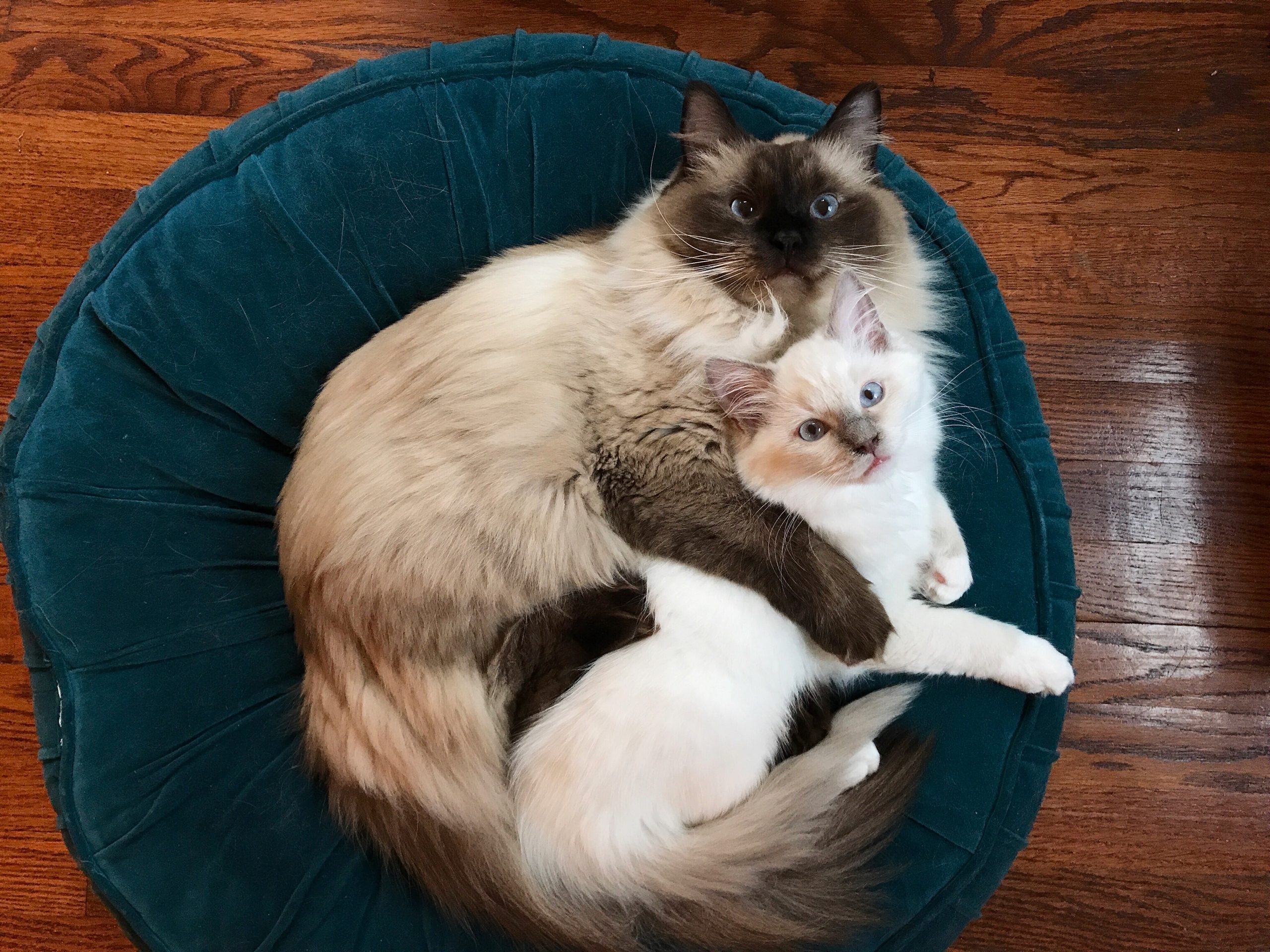 Two Ragdoll Cats Hugging and Snuggling