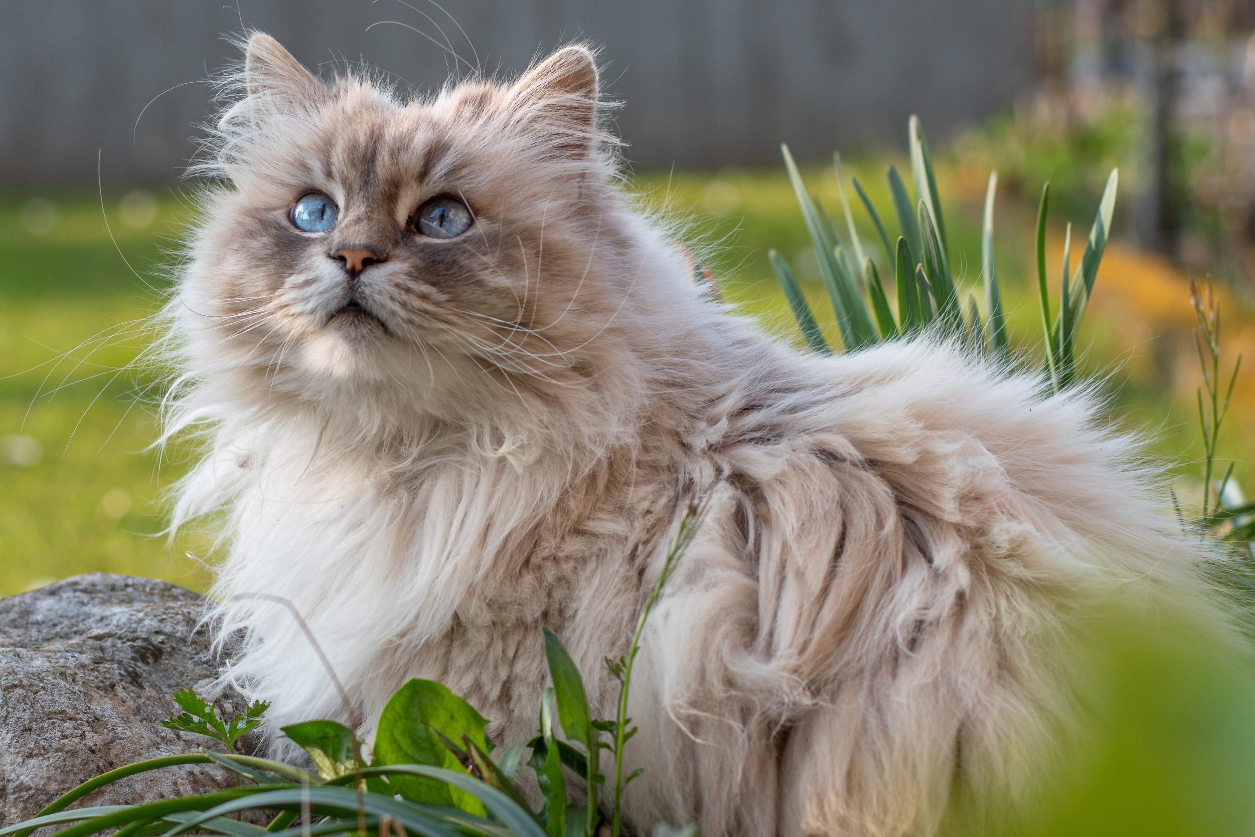20 Black Cat Breeds — Long-haired, Fluffy, Shorthair - Parade Pets
