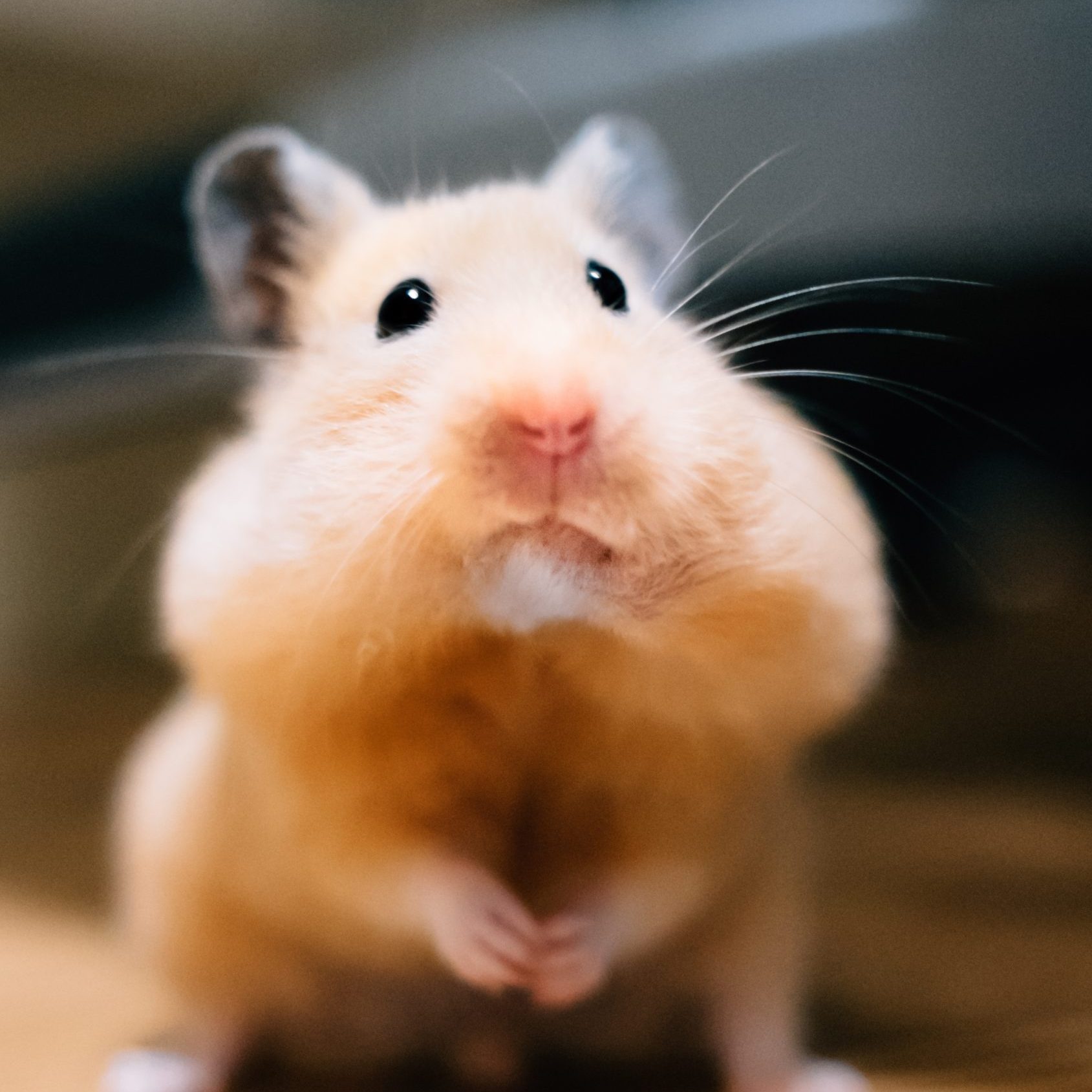 the most cutest hamster in the world