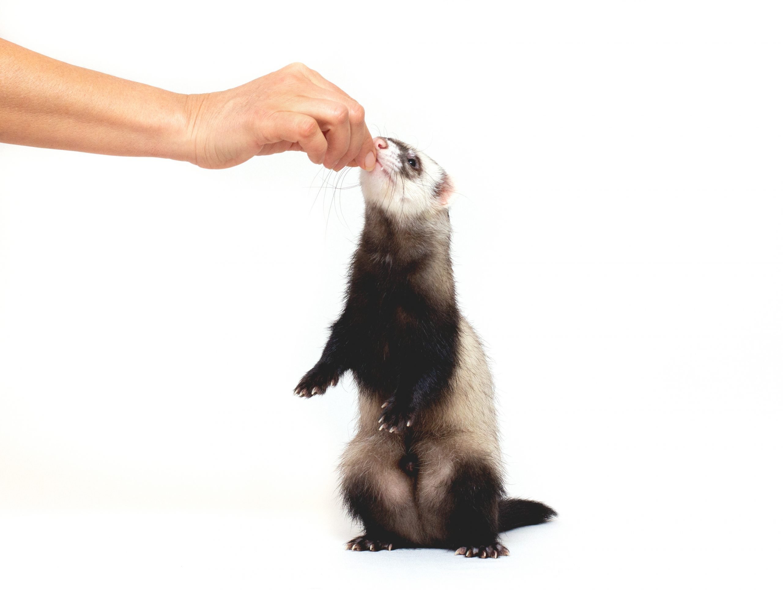 a male ferret feeding in a hand in front of white background