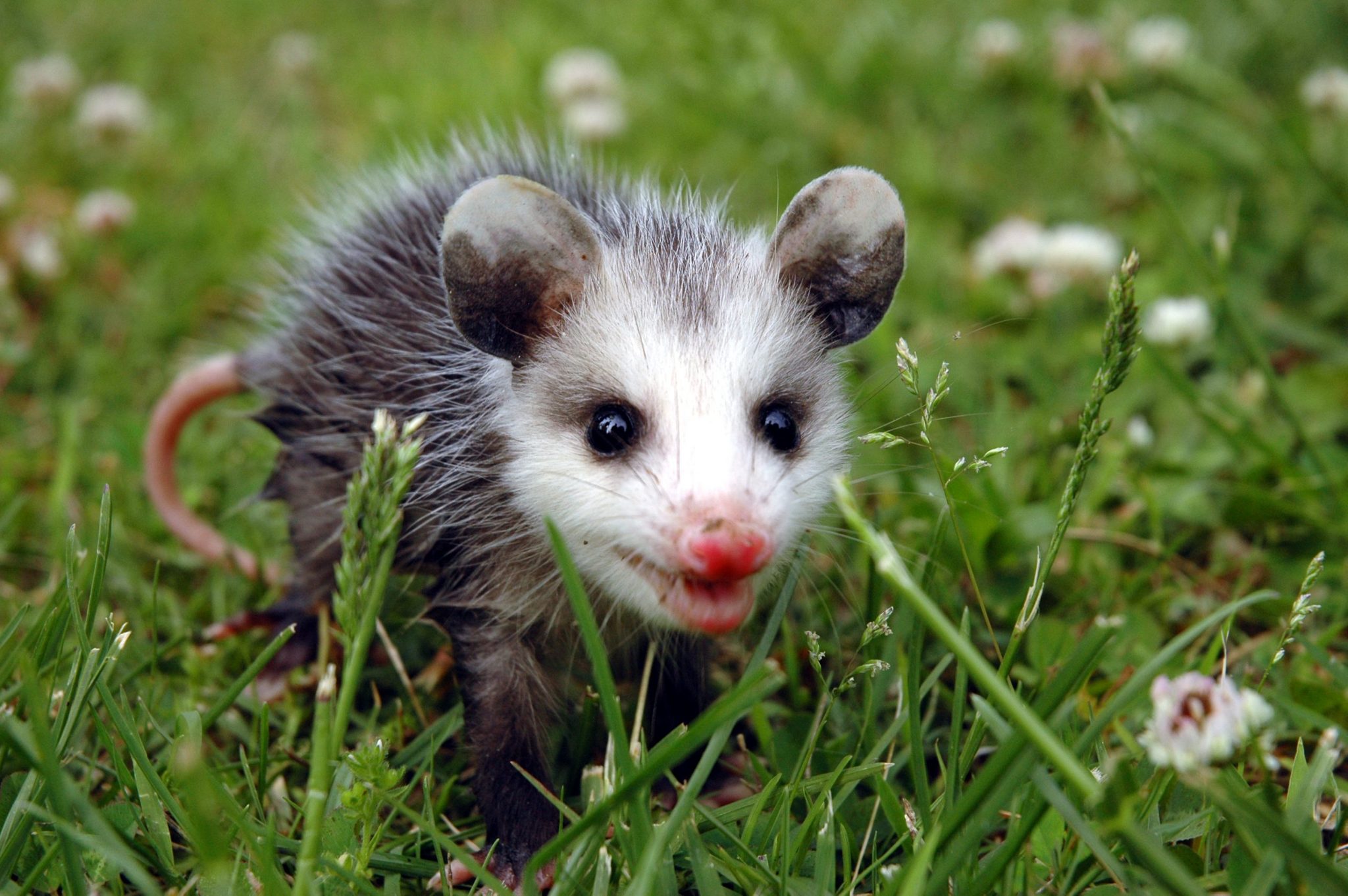 25 Cute Possum and Opossum Pictures Reader's Digest