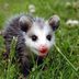 25 Possum Pictures That Will Convince You They're Actually Cute