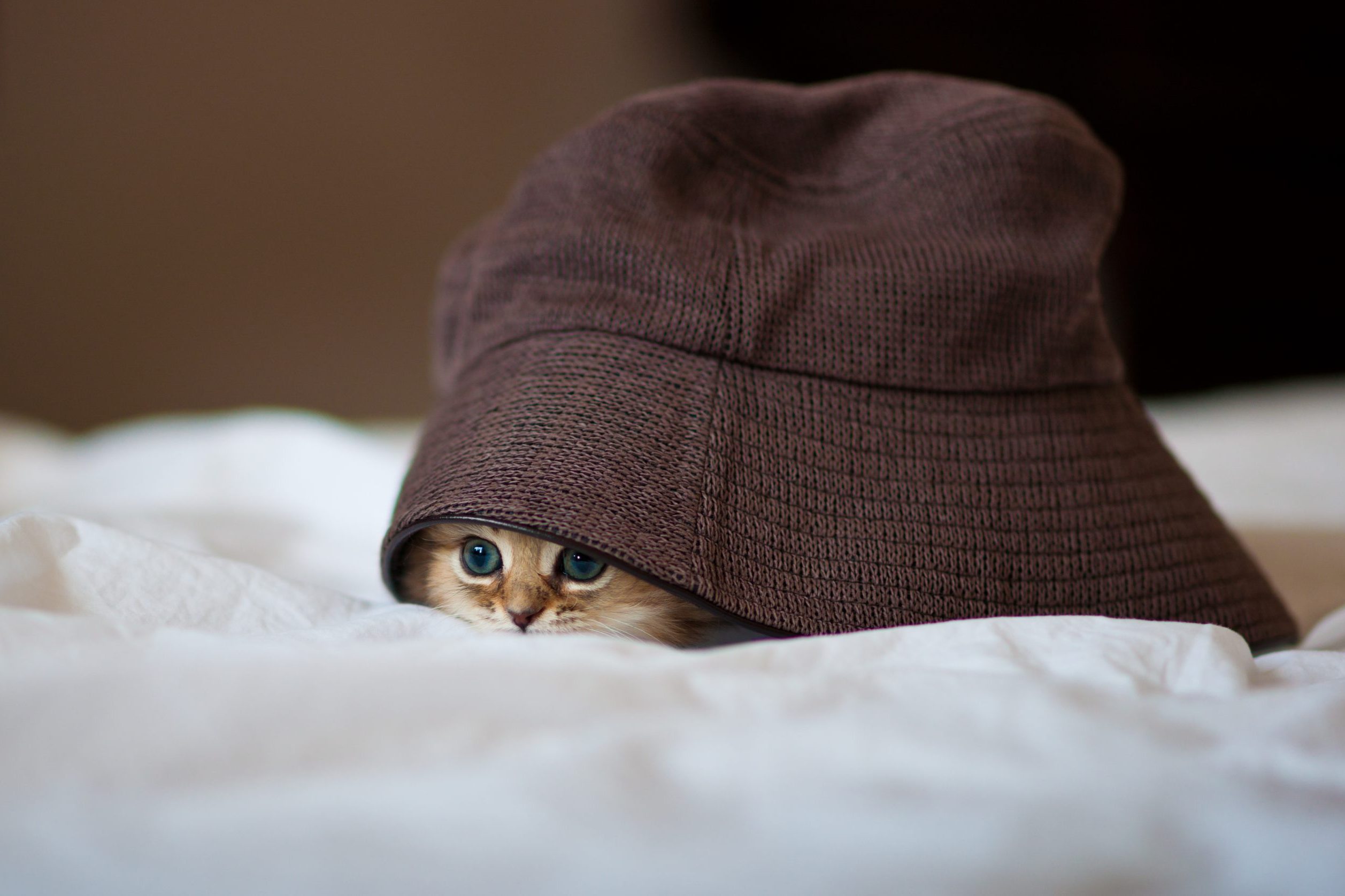 50 Cats Wearing Hats: Fabulous Fashion-Forward Felines - I Can Has