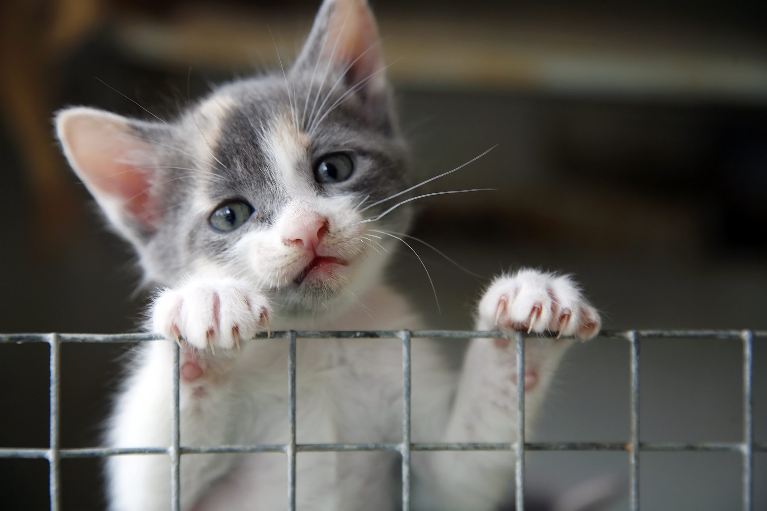 Sad looking kitten trying to climb over a wire fence