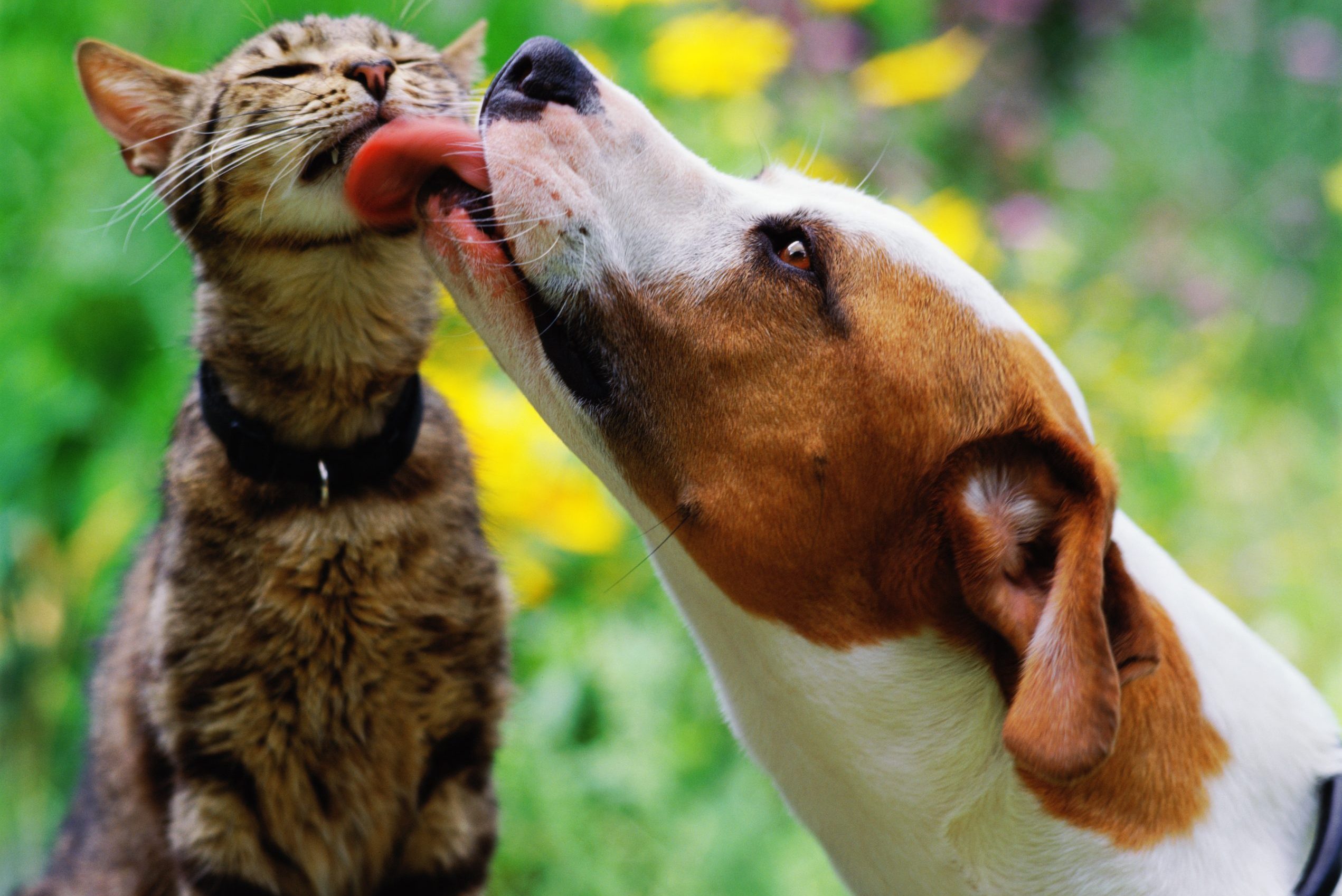 Brown and white dog licking tabby cat