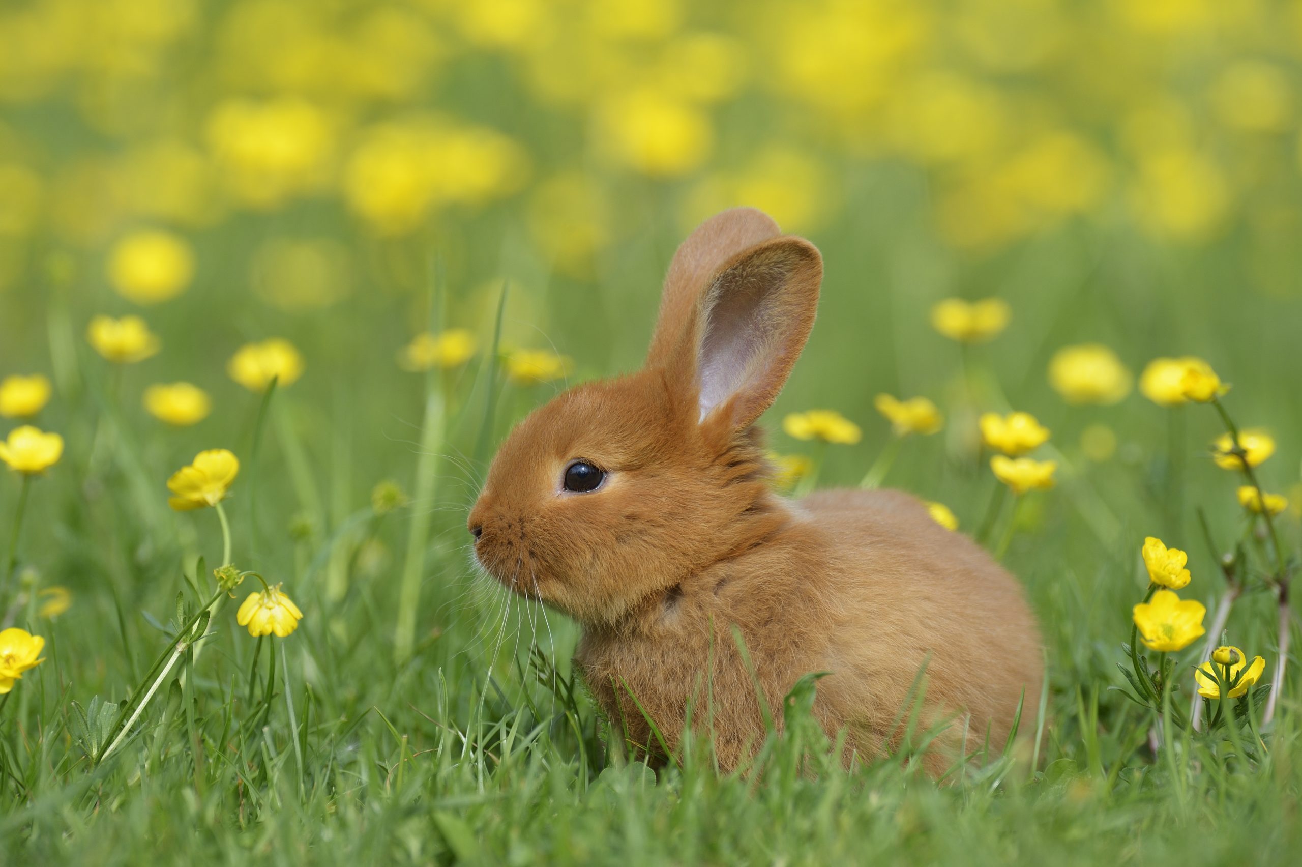 Những con thỏ đáng yêu nhất cute animals rabbit Được yêu thích nhất