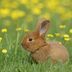 30 Cutest Bunnies You Will Want to Take Home