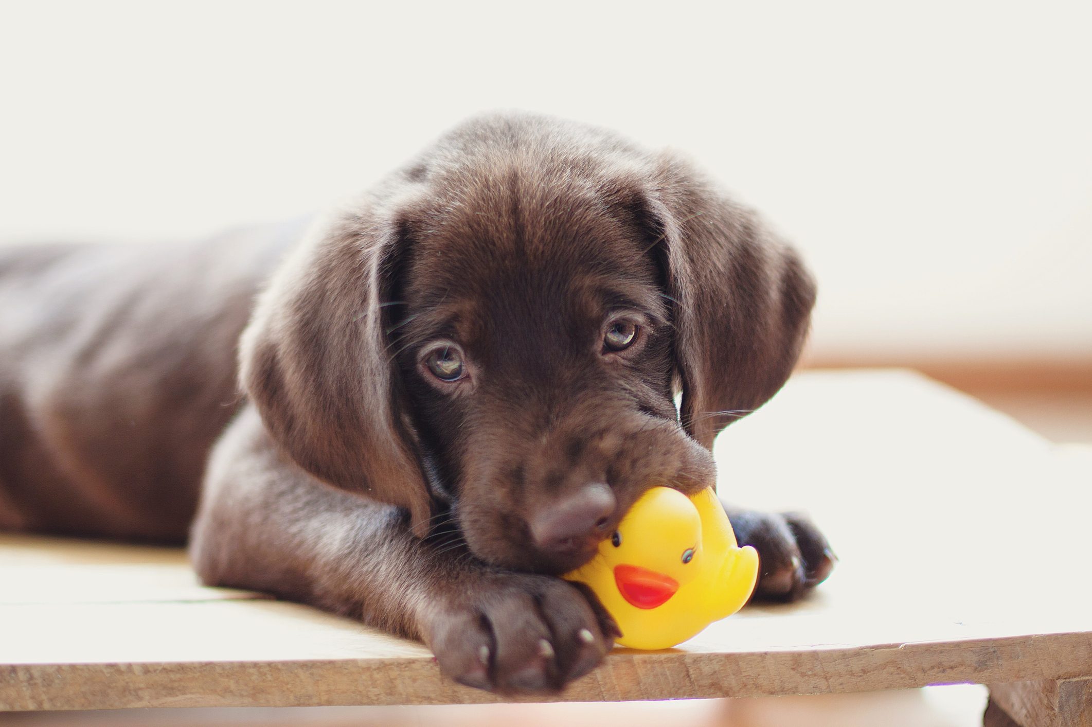 Does Your Dog Destroy His Toys? - DOG PARTNERS