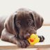 Why Do Dogs Like Squeaky Toys?