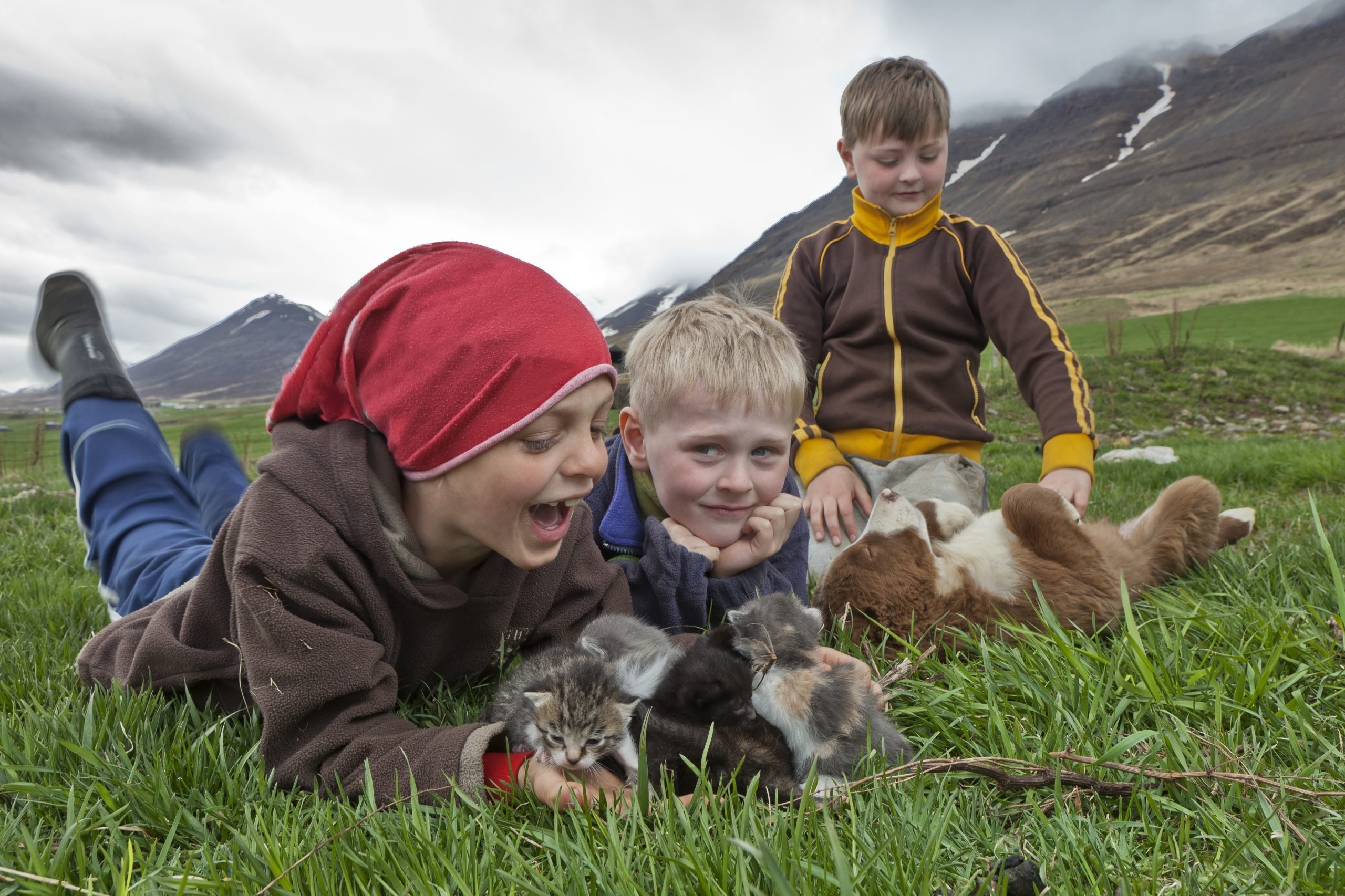 Boys with kittens and puppy on farm, Eyjafjordur, Iceland
