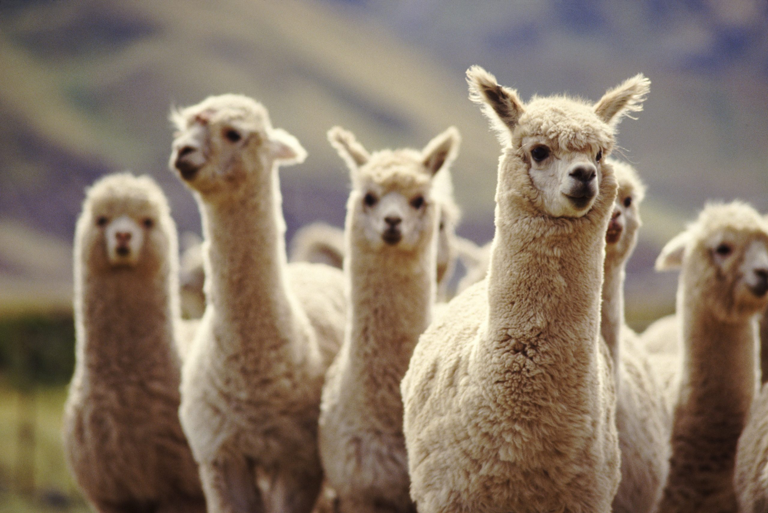 40 Adorable Alpaca Photos to Make You Smile Reader's Digest