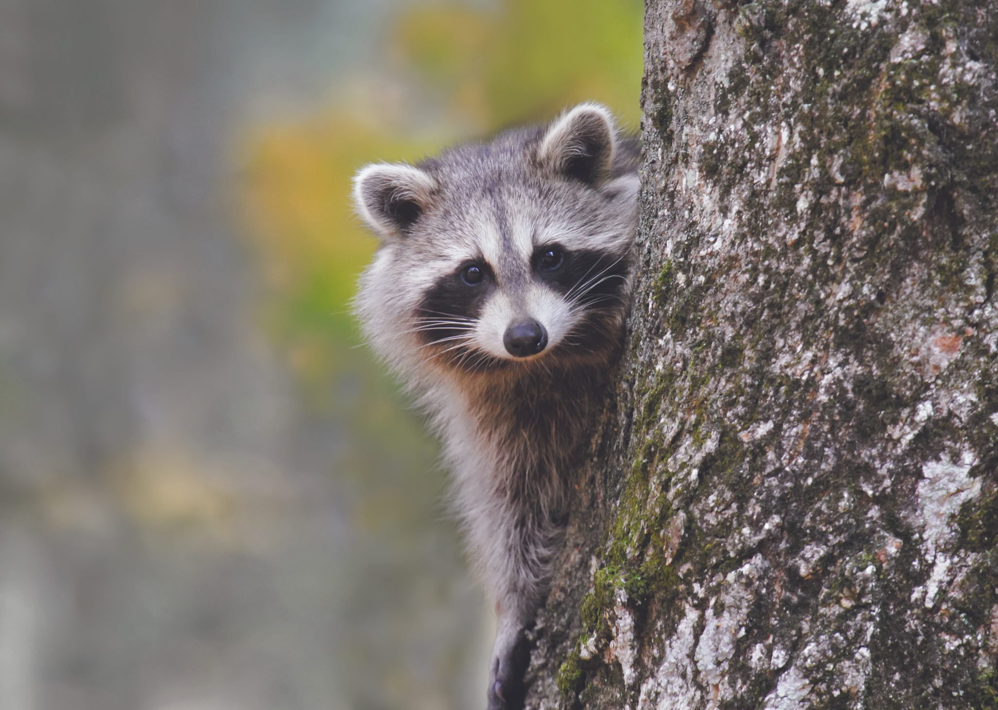 28 Cute Raccoon Pics You Need In Your Life Readers Digest 1562