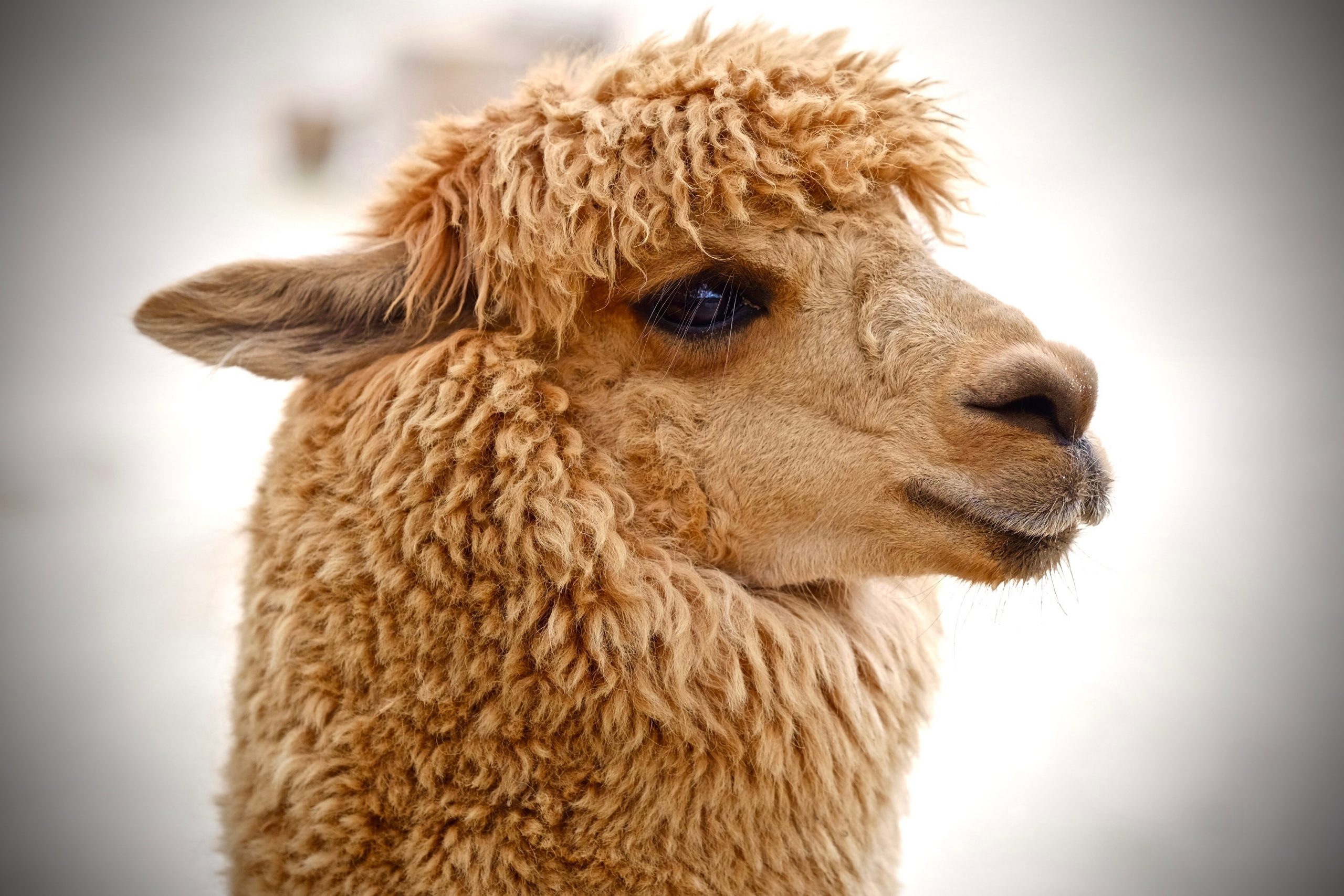 40 Adorable Alpaca Photos to Make You Smile Reader's Digest