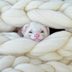 33 Cute Ferret Pictures That Will Make You Smile​