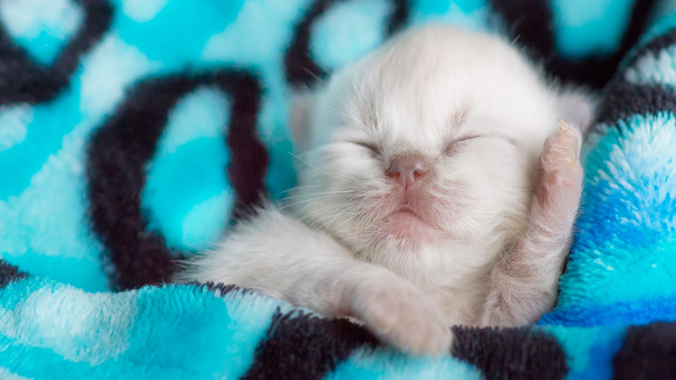 Cute Newborn Kitten Sleeping in Warm Blanket