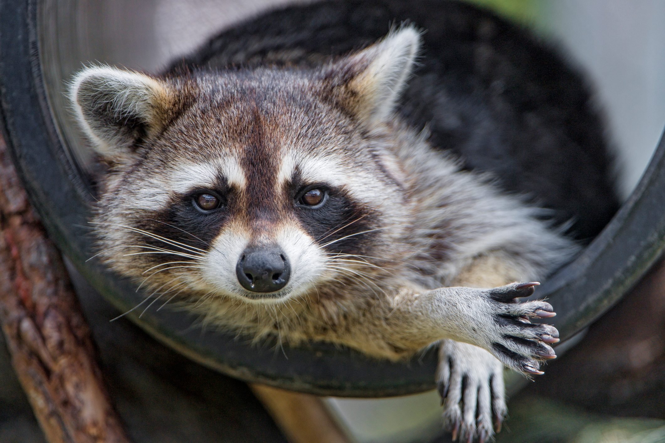 Social Behavior Of Cute Raccoon Red