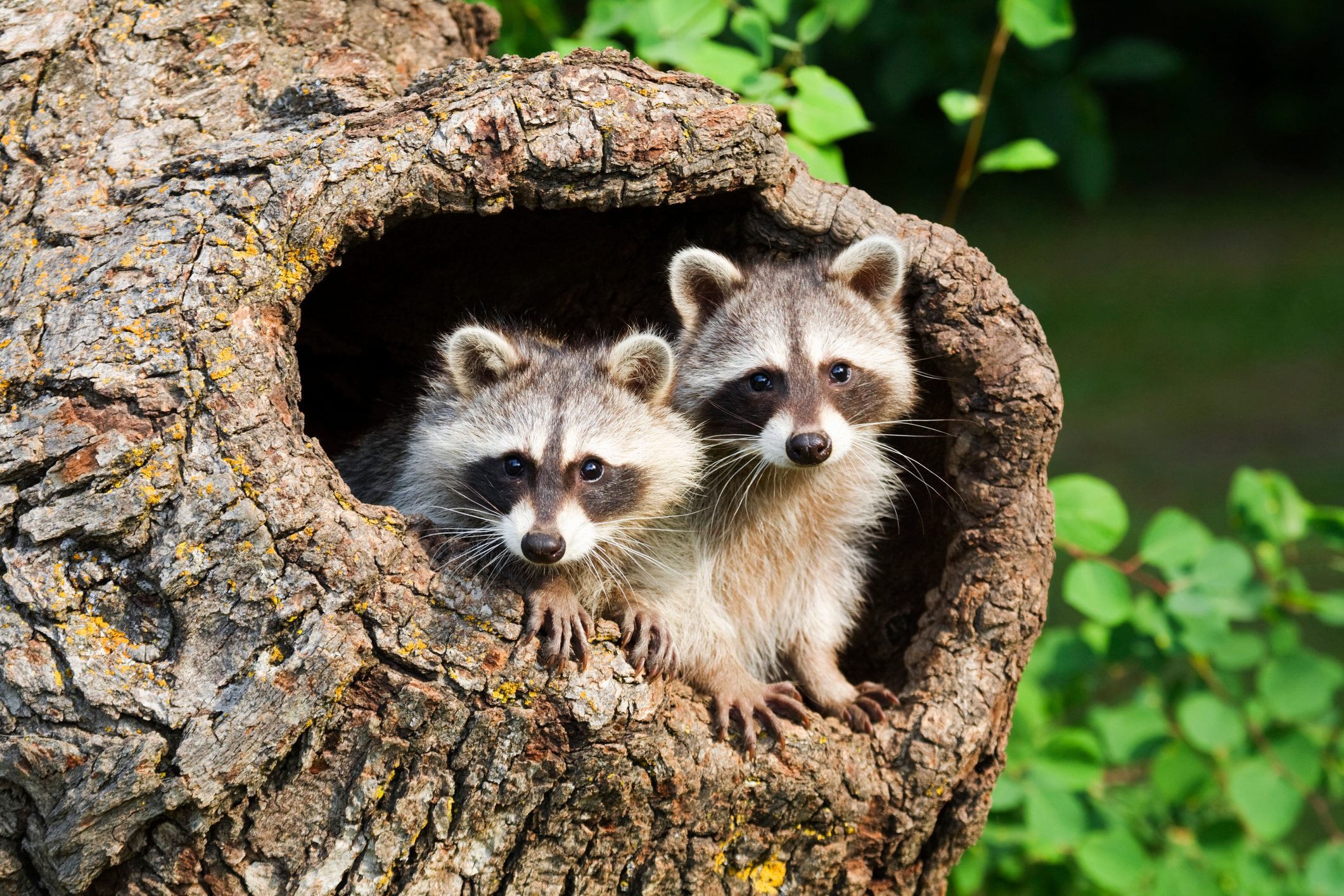 28-cute-raccoon-pics-you-need-in-your-life-reader-s-digest