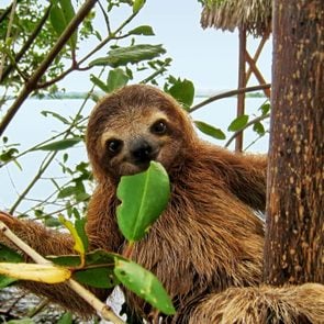 Baby sloth eating mangrove leaf