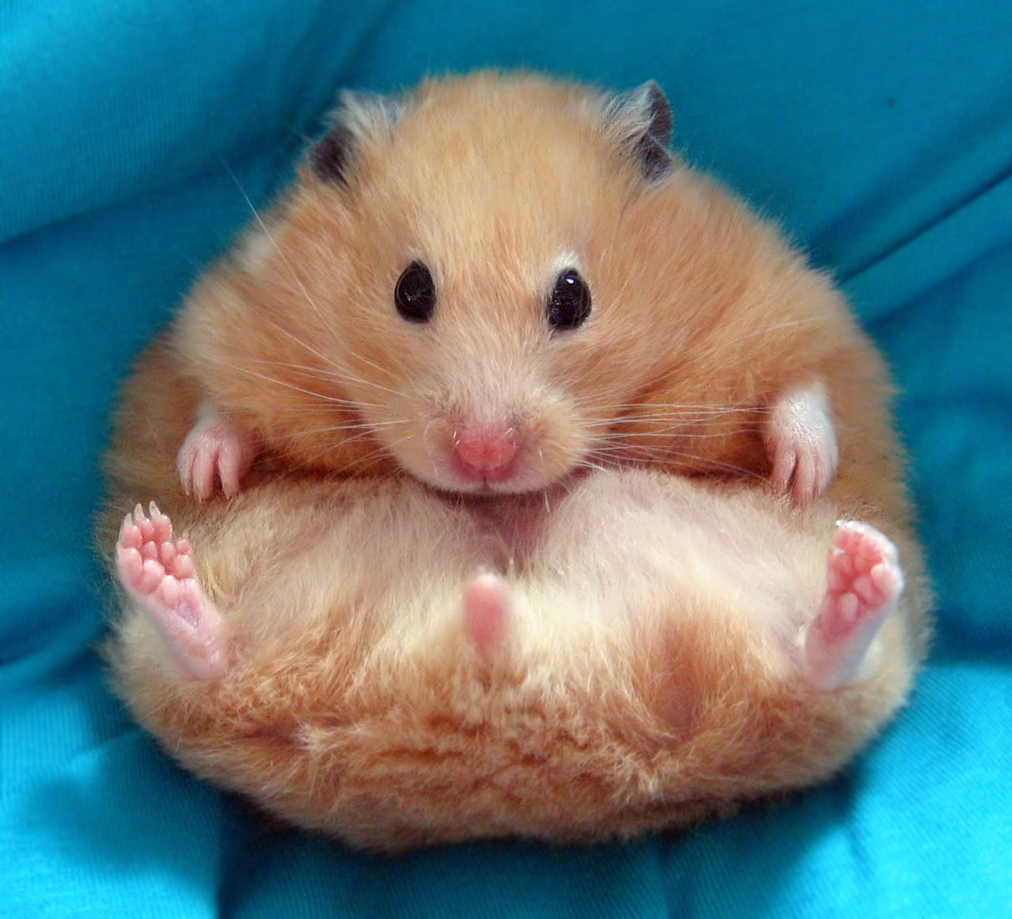 the cutest hamster in the world