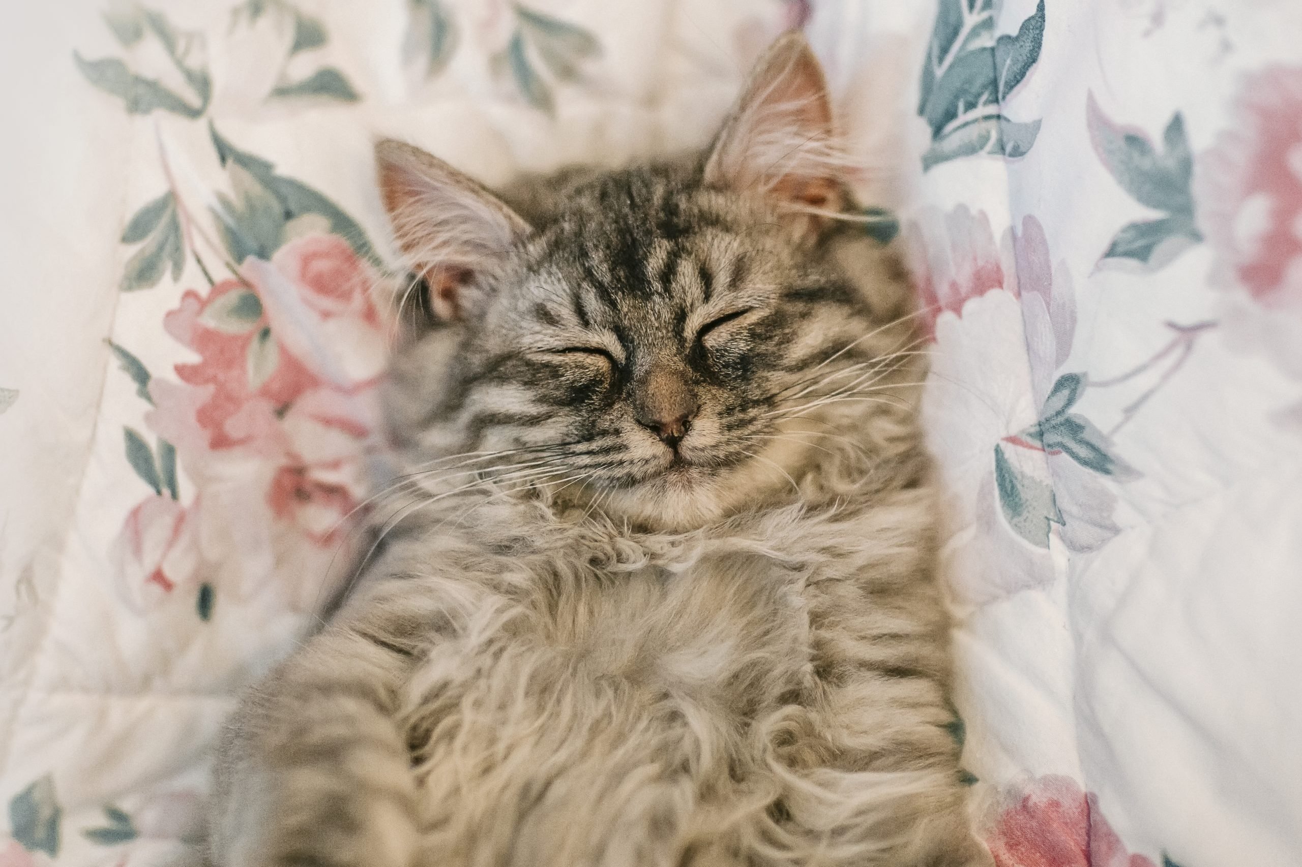 Sleeping cute kitten with smile